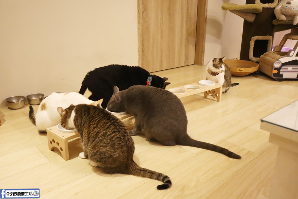 板橋貓咖-貓欸Camulet，板橋貓咪主題餐廳，超多貓陪你吃飯 @G子的漫畫生活