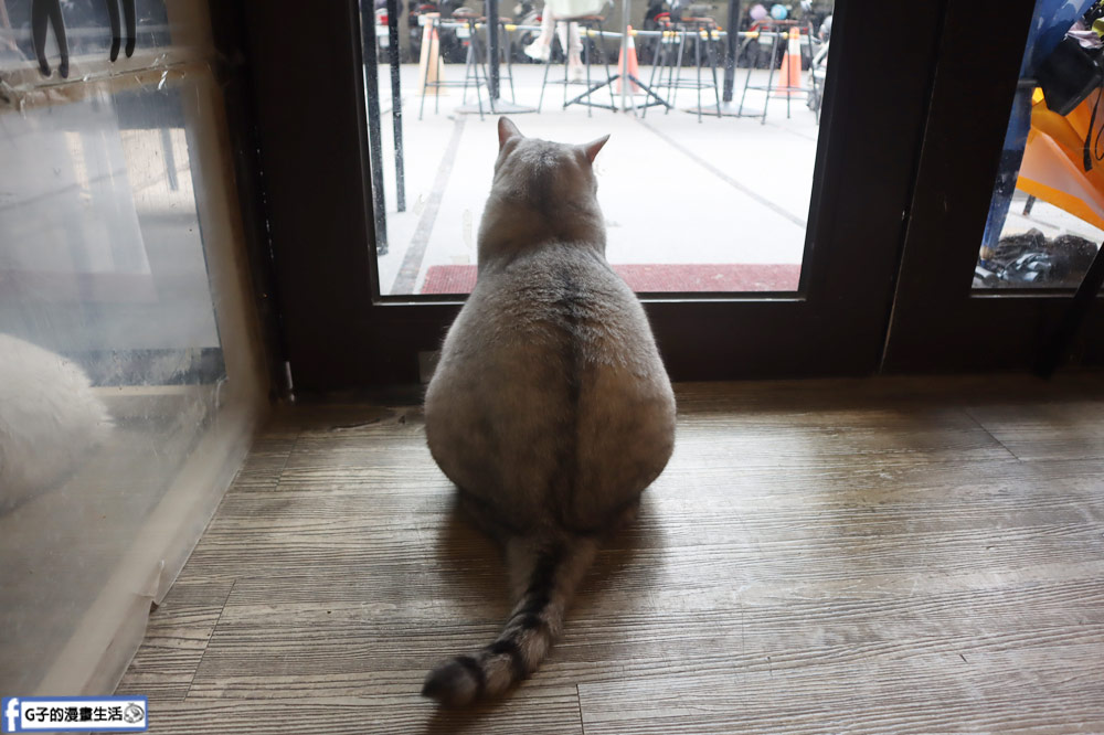 台北貓咪餐廳推薦-和貓咪有約 貓咪主題咖啡館，20隻貓圍繞超幸福，南京三民站/松山區美食 @G子的漫畫生活