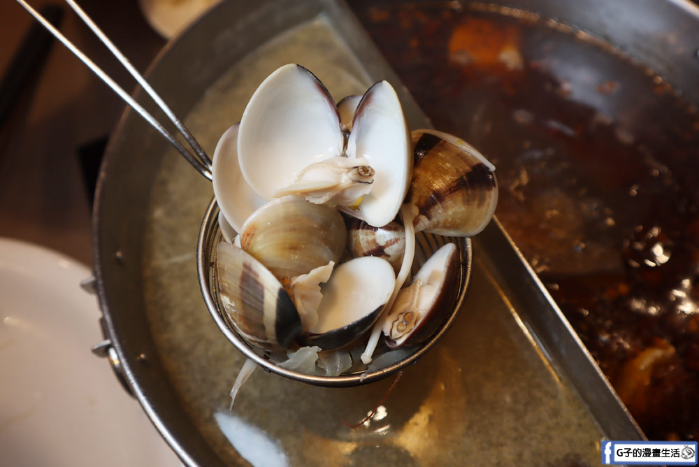 三重美食-麻妃頂極麻辣鴛鴦鍋,吃麻辣鍋也能吃剁椒蒸魚,壽星禮蛤蜊大放送,近菜寮站 @G子的漫畫生活