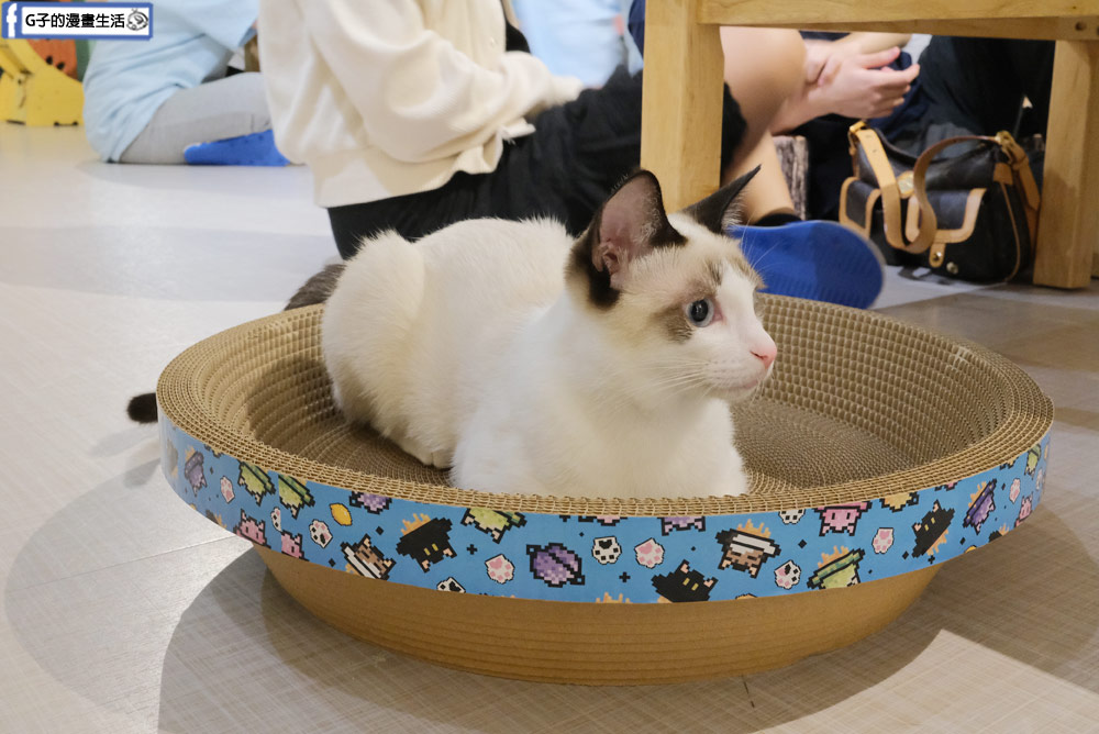 三重貓咪咖啡廳-O CAT CAF&Eacute; ,餐點好吃,超多貓咪還有店狗,菜寮站 @G子的漫畫生活