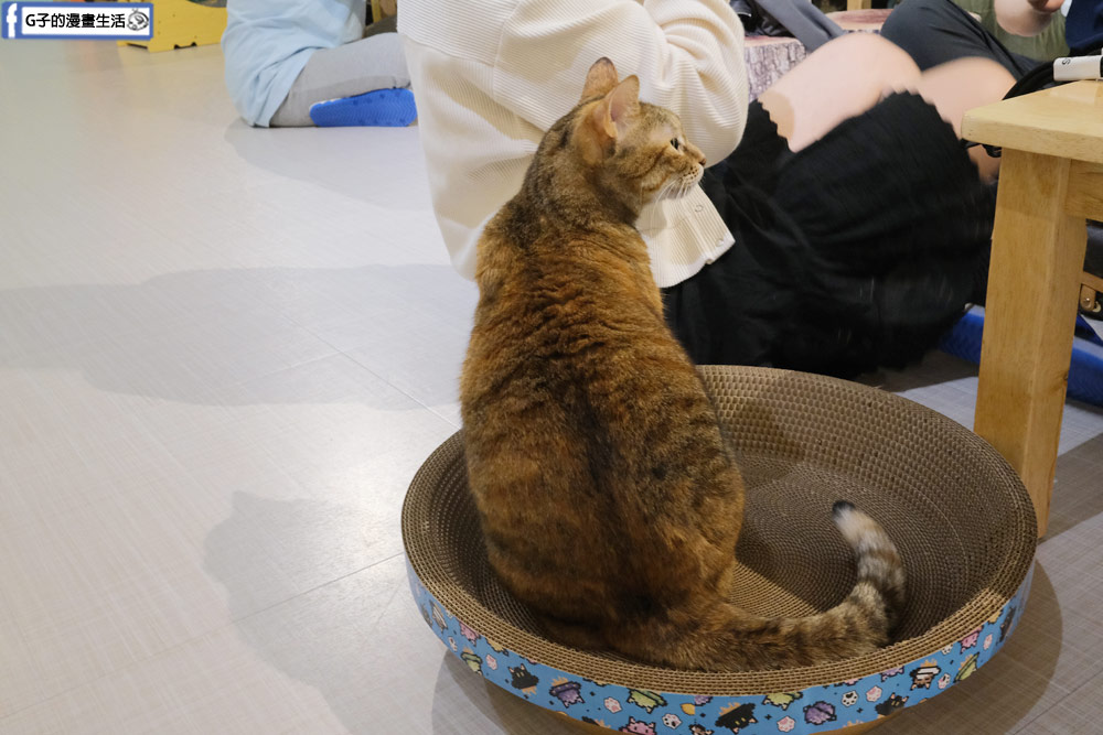三重貓咪咖啡廳-O CAT CAF&Eacute; ,餐點好吃,超多貓咪還有店狗,菜寮站 @G子的漫畫生活