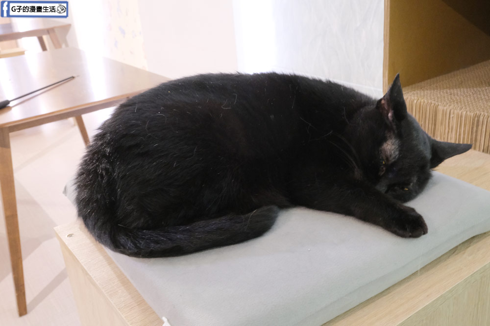 三重貓咪咖啡廳-O CAT CAF&Eacute; ,餐點好吃,超多貓咪還有店狗,菜寮站 @G子的漫畫生活