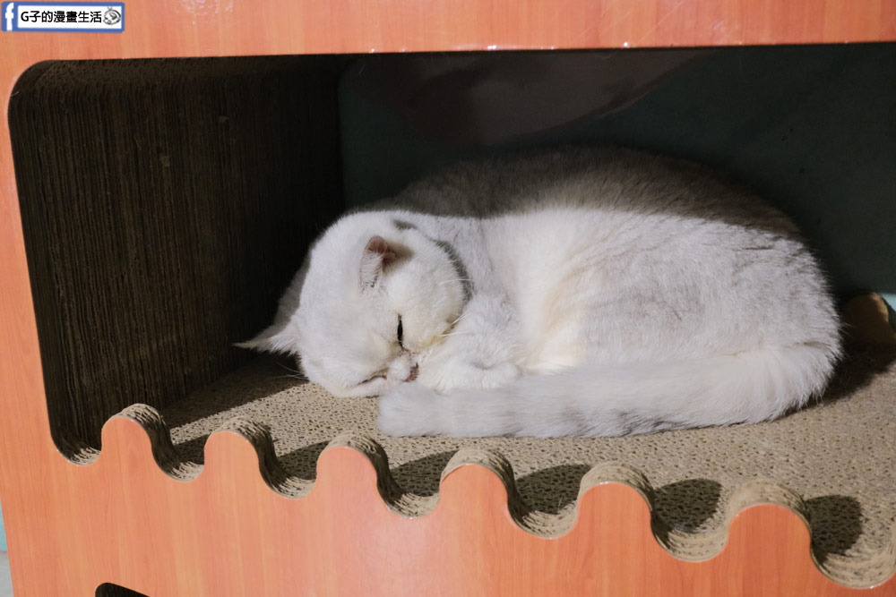 三重貓咪咖啡廳-O CAT CAF&Eacute; ,餐點好吃,超多貓咪還有店狗,菜寮站 @G子的漫畫生活