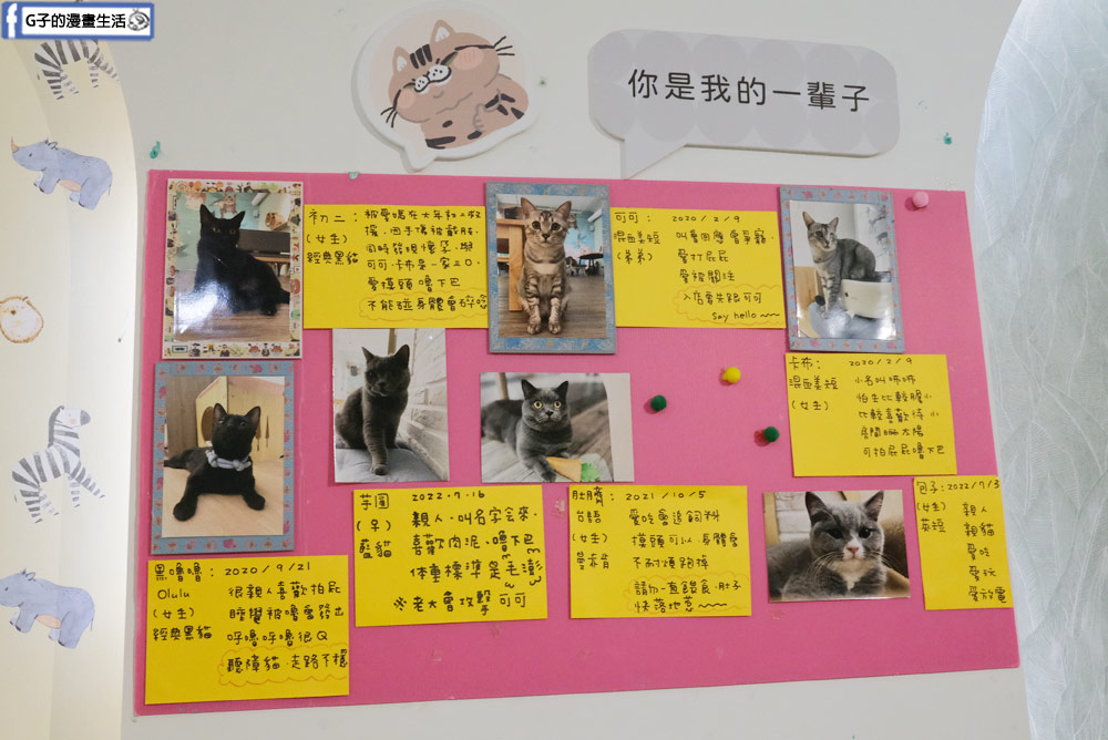 三重貓咪咖啡廳-O CAT CAF&Eacute; ,餐點好吃,超多貓咪還有店狗,菜寮站 @G子的漫畫生活