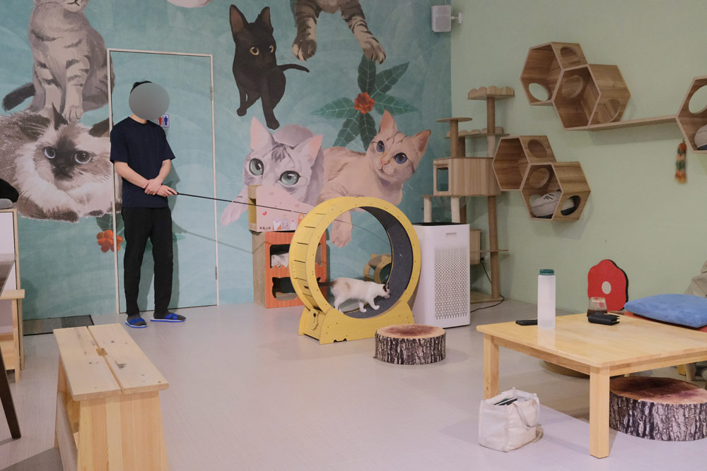 三重貓咪咖啡廳-O CAT CAF&Eacute; ,餐點好吃,超多貓咪還有店狗,菜寮站 @G子的漫畫生活