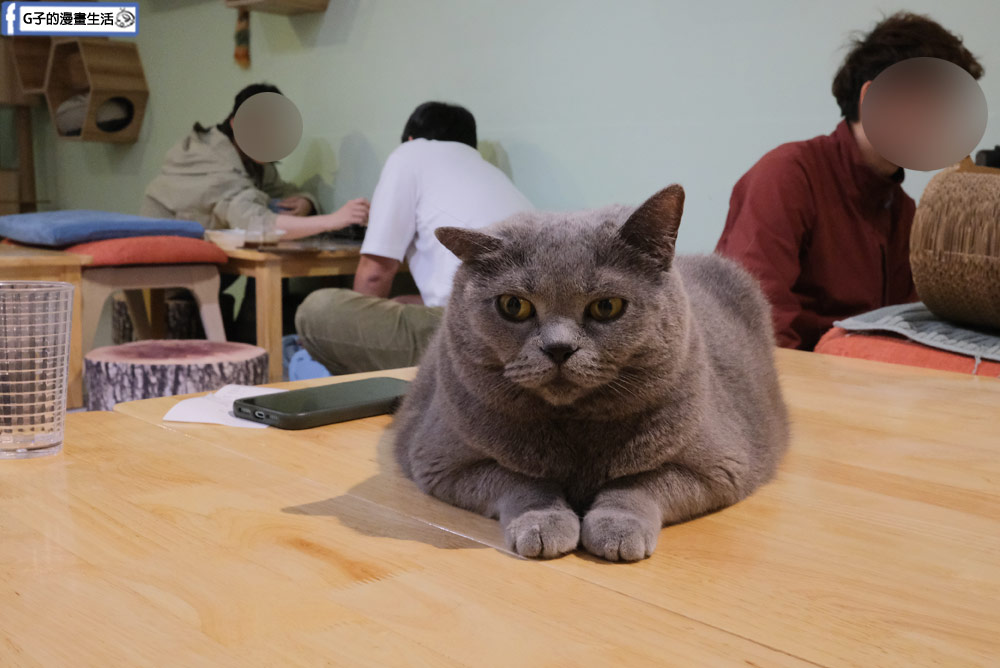 三重貓咪咖啡廳-O CAT CAF&Eacute; ,餐點好吃,超多貓咪還有店狗,菜寮站 @G子的漫畫生活