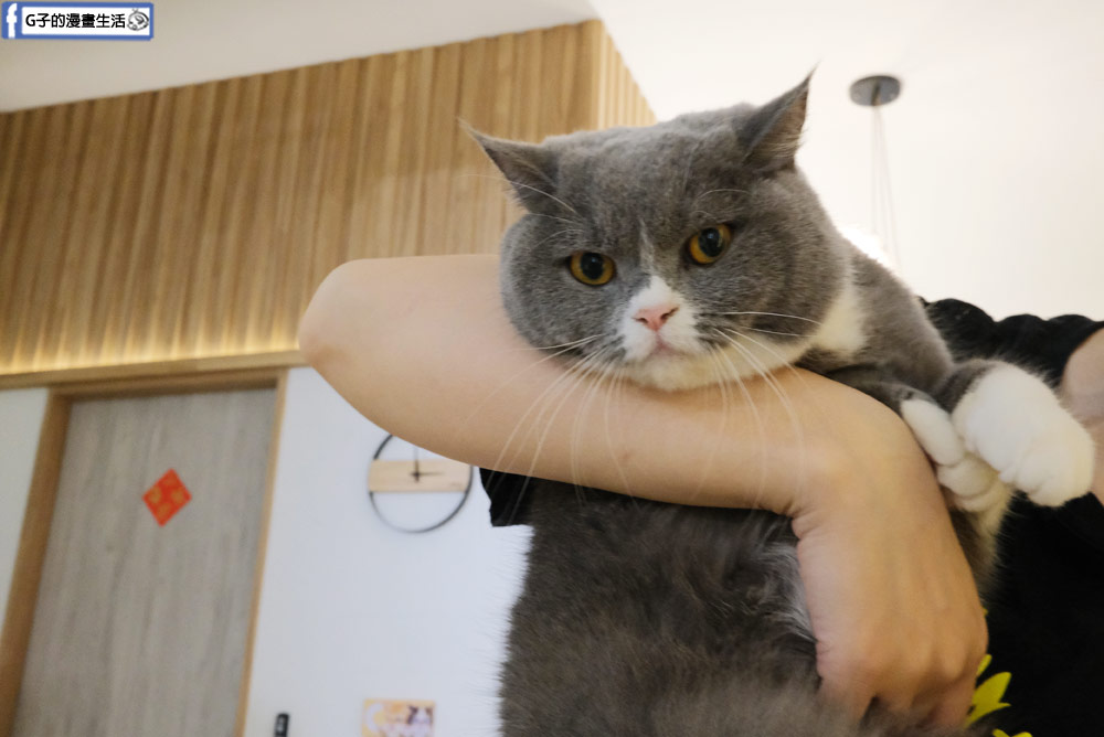 三重貓咪咖啡廳-O CAT CAF&Eacute; ,餐點好吃,超多貓咪還有店狗,菜寮站 @G子的漫畫生活