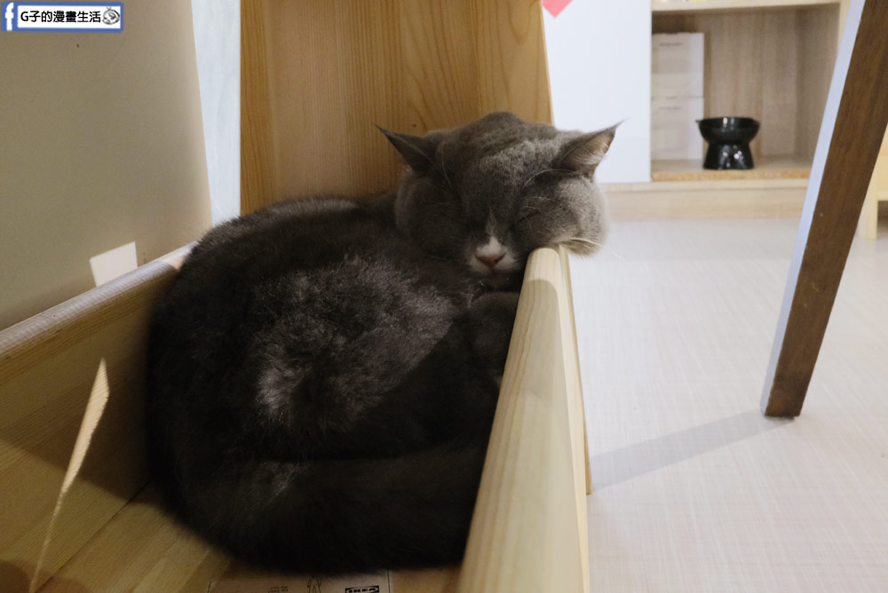 三重貓咪咖啡廳-O CAT CAF&Eacute; ,餐點好吃,超多貓咪還有店狗,菜寮站 @G子的漫畫生活