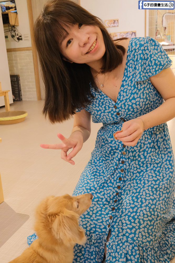 三重貓咪咖啡廳-O CAT CAF&Eacute; ,餐點好吃,超多貓咪還有店狗,菜寮站 @G子的漫畫生活