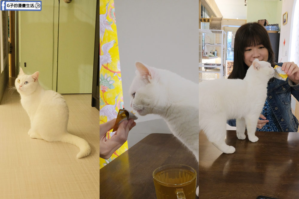 三重貓咪咖啡廳-O CAT CAF&Eacute; ,餐點好吃,超多貓咪還有店狗,菜寮站 @G子的漫畫生活