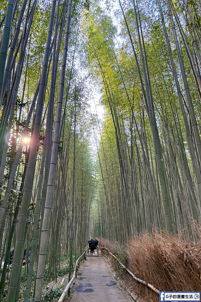 京都旅遊-嵐山人力車費用+嵐山人力車路線大公開! @G子的漫畫生活 京都旅遊-嵐山人力車費用+嵐山人力車路線大公開! @G子的漫畫生活