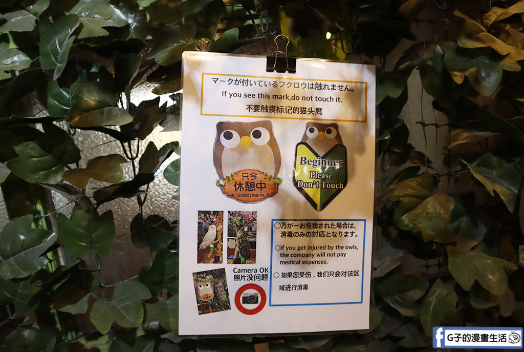 京都貓頭鷹之森+豹貓之森-近距離接觸貓頭鷹和豹貓,京都景點 @G子的漫畫生活 京都貓頭鷹之森+豹貓之森-近距離接觸貓頭鷹和豹貓,京都景點 @G子的漫畫生活