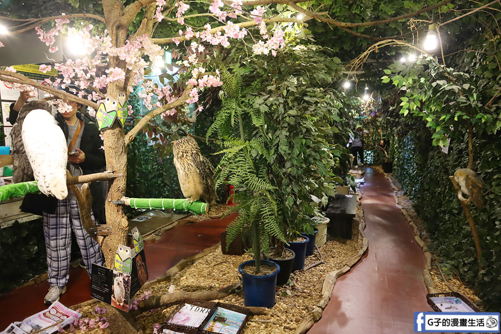 京都貓頭鷹之森+豹貓之森-近距離接觸貓頭鷹和豹貓,京都景點 @G子的漫畫生活 京都貓頭鷹之森+豹貓之森-近距離接觸貓頭鷹和豹貓,京都景點 @G子的漫畫生活