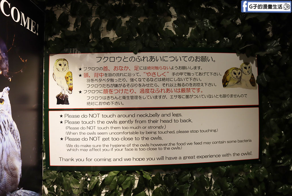 京都貓頭鷹之森+豹貓之森-近距離接觸貓頭鷹和豹貓,京都景點 @G子的漫畫生活 京都貓頭鷹之森+豹貓之森-近距離接觸貓頭鷹和豹貓,京都景點 @G子的漫畫生活