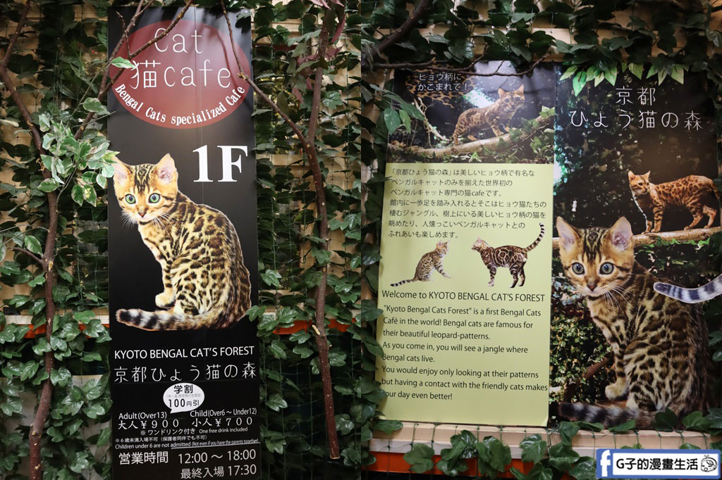 京都貓頭鷹之森+豹貓之森-近距離接觸貓頭鷹和豹貓,京都景點 @G子的漫畫生活 京都貓頭鷹之森+豹貓之森-近距離接觸貓頭鷹和豹貓,京都景點 @G子的漫畫生活