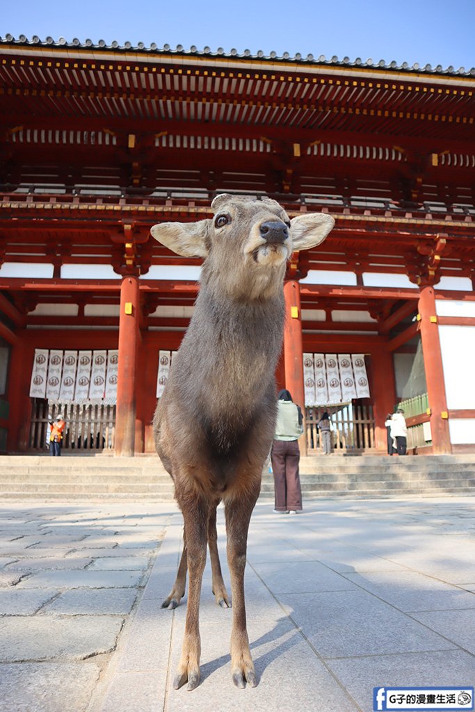2025 大阪自由行完整懶人包|京都、奈良、神戶一日遊全攻略 @G子的漫畫生活 2025 大阪自由行完整懶人包|京都、奈良、神戶一日遊全攻略 @G子的漫畫生活