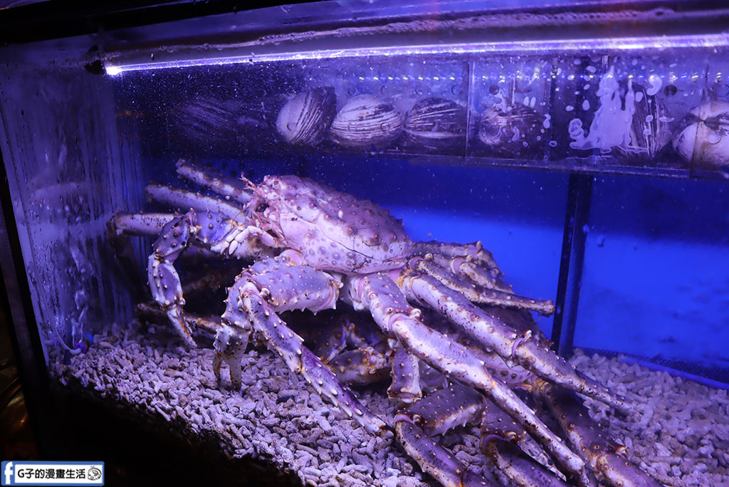 林口美食推薦-拿靠生猛海鮮,現撈活海鮮的林口桌菜餐廳聚餐超有面子 @G子的漫畫生活 林口美食推薦-拿靠生猛海鮮,現撈活海鮮的林口桌菜餐廳聚餐超有面子 @G子的漫畫生活