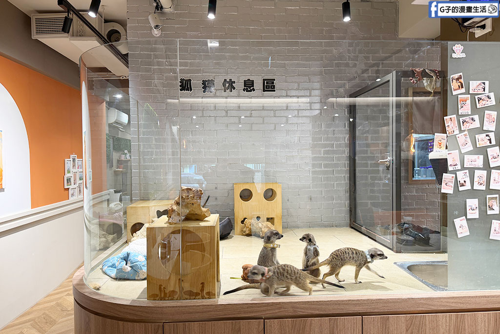 台北狐獴餐廳｜75度獴敦南旗艦店:近距離與丁滿互動!捷運信義安和站美食,訂位/菜單/心得全攻略 @G子的漫畫生活