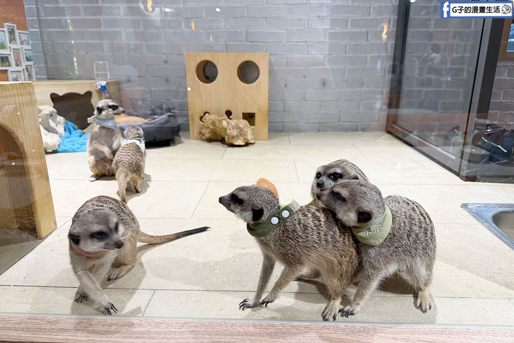 台北狐獴餐廳｜75度獴敦南旗艦店:近距離與丁滿互動!捷運信義安和站美食,訂位/菜單/心得全攻略 @G子的漫畫生活