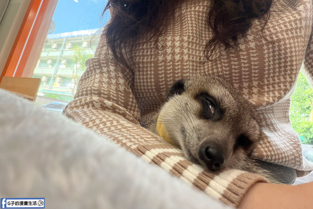 台北狐獴餐廳｜75度獴敦南旗艦店:近距離與丁滿互動!捷運信義安和站美食,訂位/菜單/心得全攻略 @G子的漫畫生活