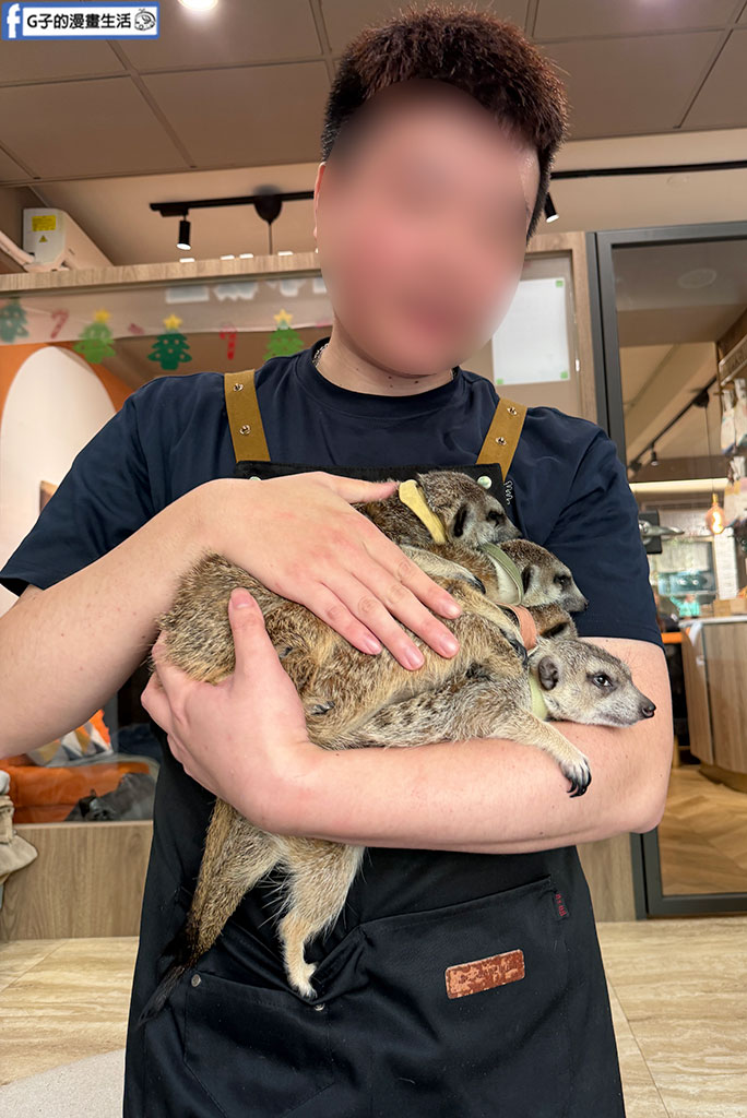 台北狐獴餐廳｜75度獴敦南旗艦店:近距離與丁滿互動!捷運信義安和站美食,訂位/菜單/心得全攻略 @G子的漫畫生活