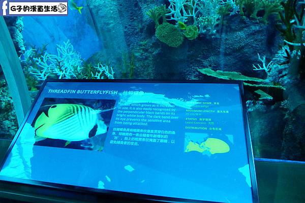 新加坡遊記-全球最大的S.E.A海洋館.巨型魚尾獅塔.時光之翼(原海之頌)自助行第三天-聖淘沙島 @G子的漫畫生活