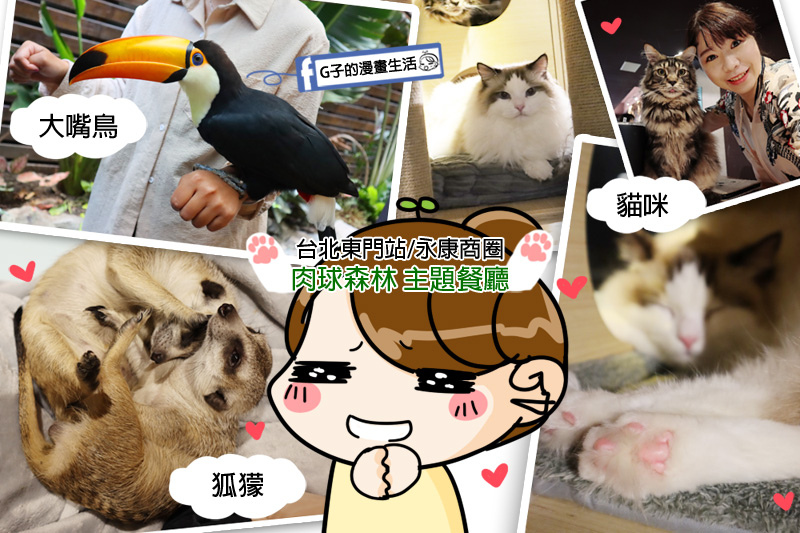 台北-肉球森林-東門站,動物主題餐廳,狐獴.大嘴鳥.貓咪近距離接觸,近永康街 @G子的漫畫生活