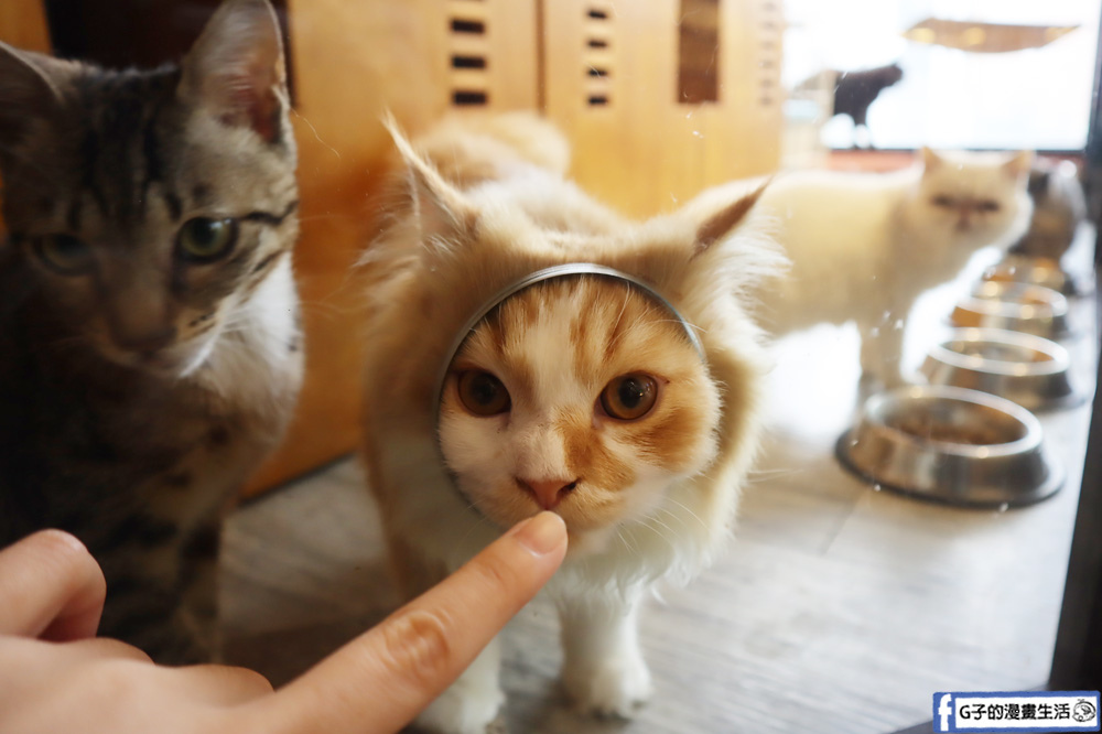 中山站-StarBox Cafe &#038; Bar星盒貓語-台北貓咪咖啡廳,藏在豪宅內的貓咪餐廳,超療癒! @G子的漫畫生活